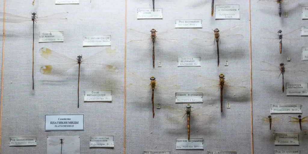 phylogenetic system of classification