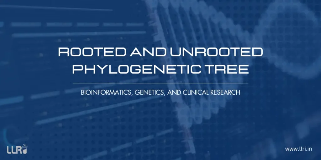 difference between rooted and unrooted phylogenetic tree