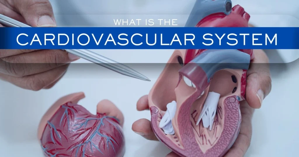 What is the Cardiovascular System? An In-Depth Guide 4 What is the cardiovascular system