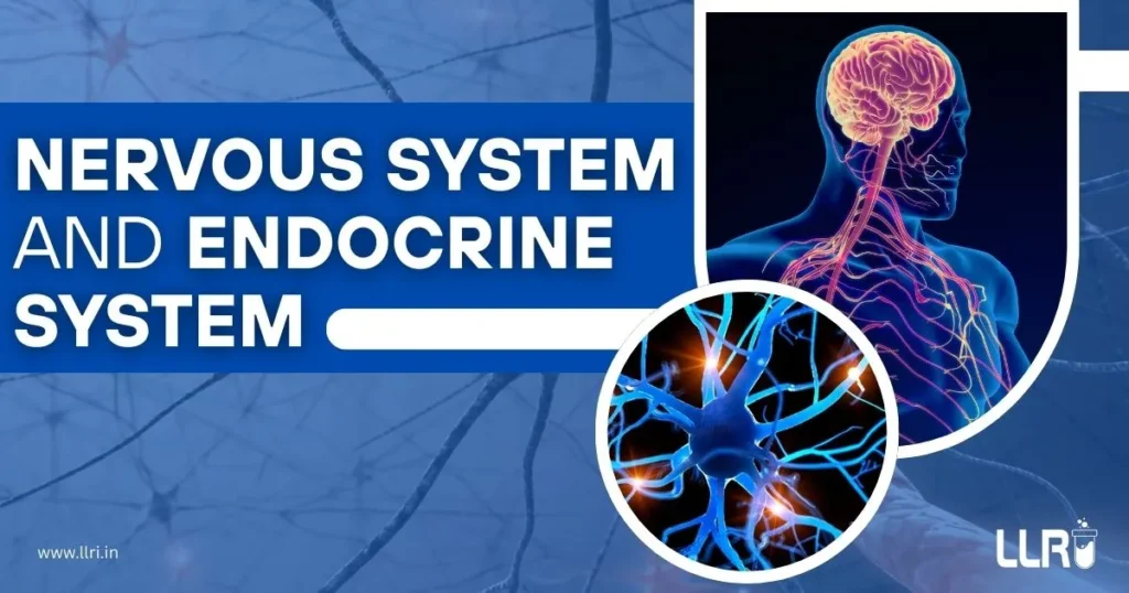 What’s the Difference Between Nervous System and Endocrine System? 10 difference between nervous system and endocrine system