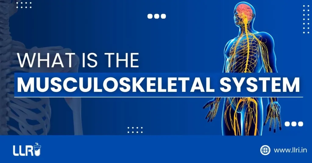 What is the Musculoskeletal System? Anatomy, Functions N' More 3 what is the musculoskeletal system
