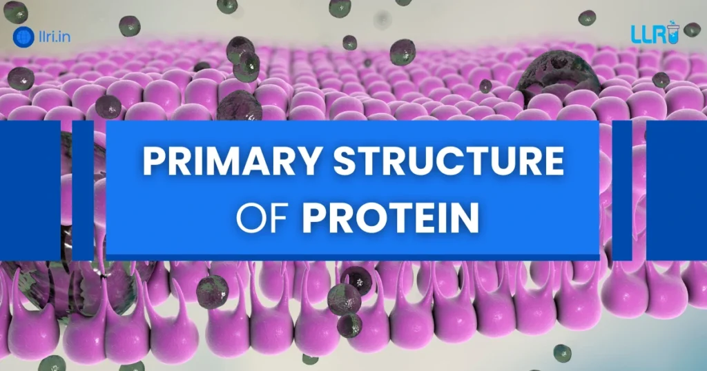 primary structure of protein