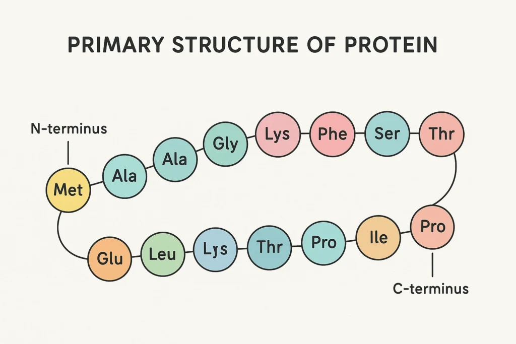 Primary Structure of Protein: Examples, Functions 2 primary structure of protein