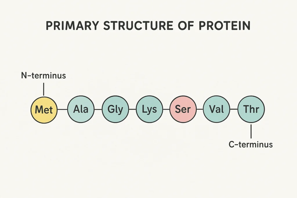 Primary Structure of Protein: Examples, Functions 3 primary structure of protein