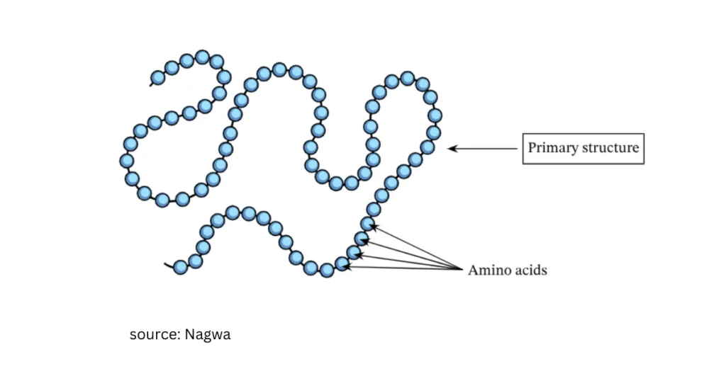 Primary Structure of Protein: Examples, Functions 1 primary structure of protein