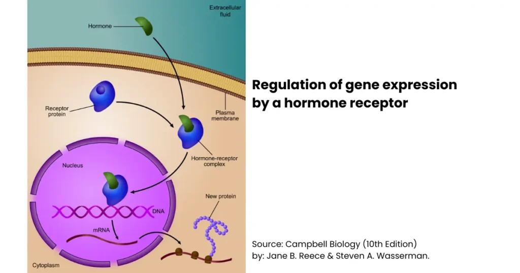 Regulation of Gene Expression: Mechanisms, Types Explained 1 regulation of gene expression