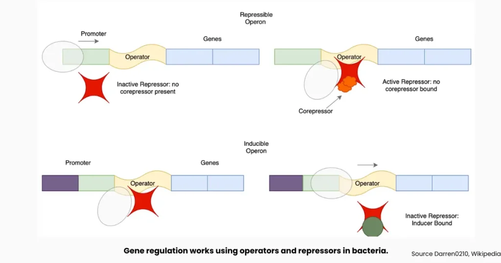 Regulation of Gene Expression: Mechanisms, Types Explained 2 regulation of gene expression