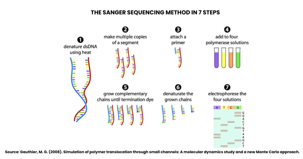 Sanger Method of DNA Sequencing: Principle, Steps, & Flow Chart 2 Sanger Method of DNA Sequencing
