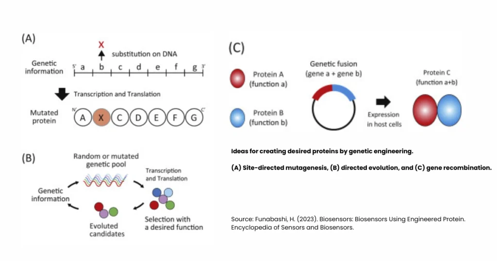 What is Genetic Engineering: Meaning, Principles n More 2 What is Genetic Engineering