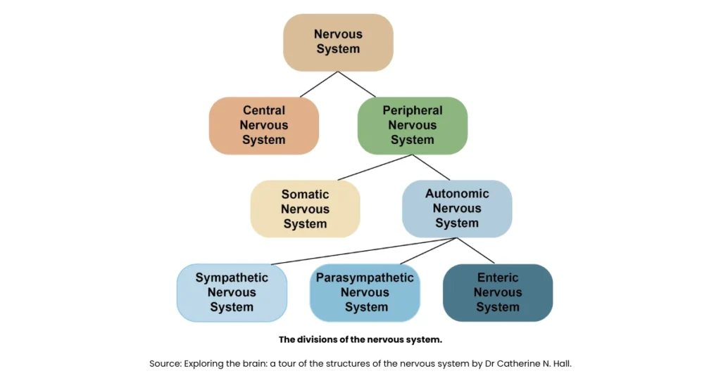 what is nervous system