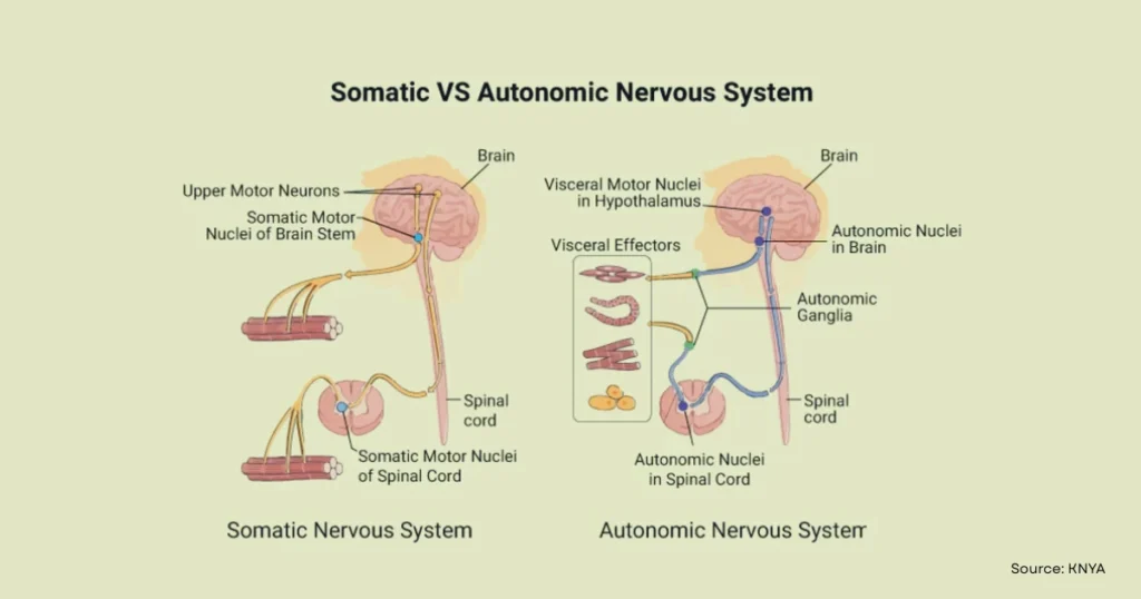 what is nervous system