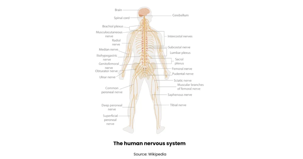 what is nervous system