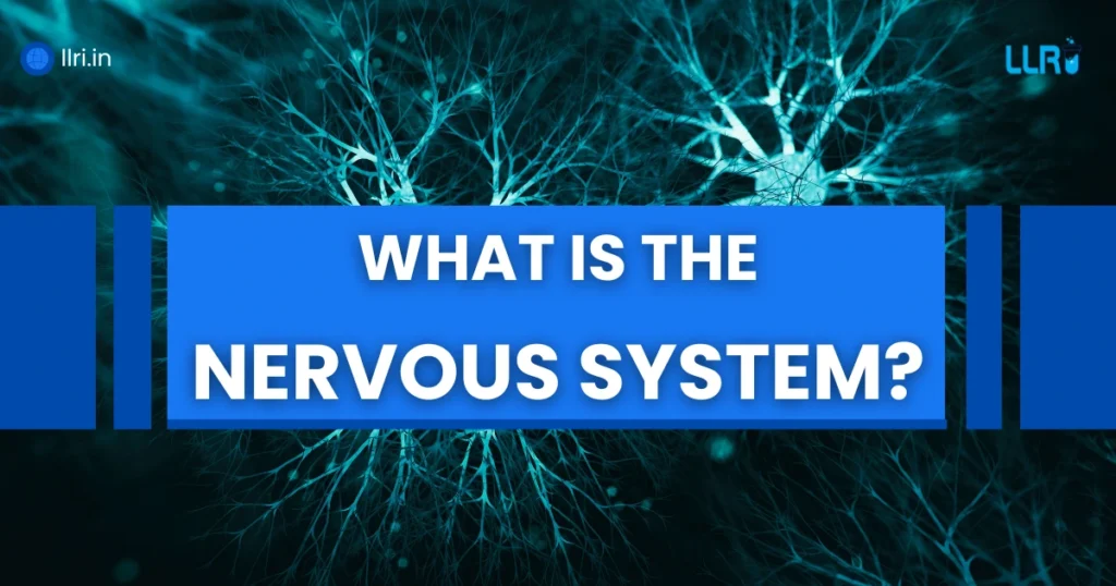 What is Nervous System