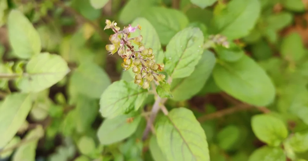 5 Medicinal Plants and Their Uses: Ancient Indian Secrets 1 5 Medicinal Plants and Their Uses