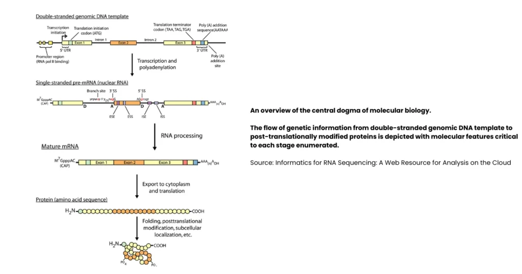 central dogma of molecular biology