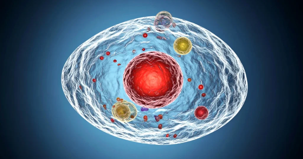 Genome Organisation in Eukaryotes: Structure, Nucleus, Cell Types & Size 3 genome organisation in eukaryotes