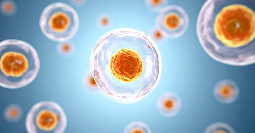 Genome Organisation in Eukaryotes: Structure, Nucleus, Cell Types & Size 1 genome organisation in eukaryotes