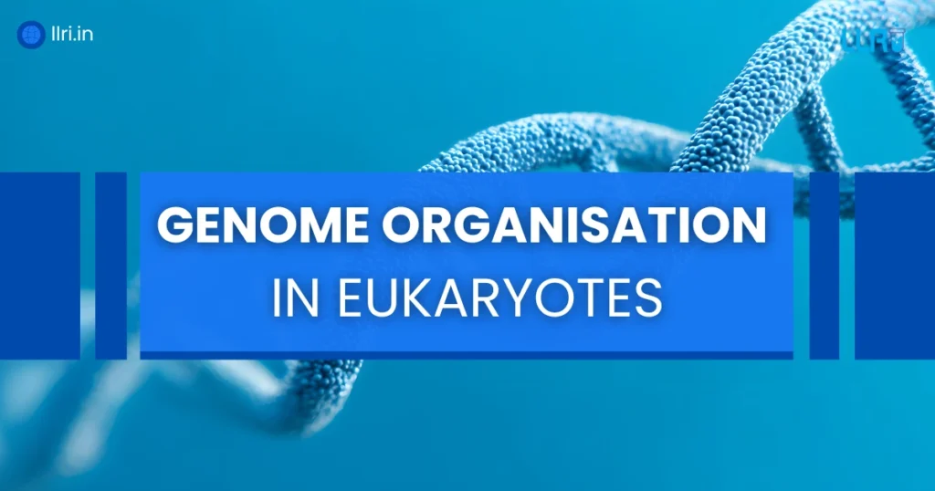 genome organisation in eukaryotes