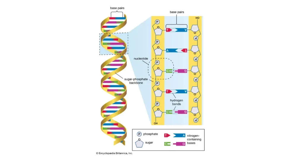 What is the Human Genome Project? Goals, Diagram, Cost, Benefits 3 what is the human genome project
